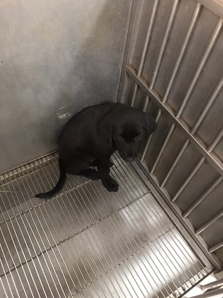 【待認養】混種犬 狗 (男生) - 新竹縣動物保護防疫所