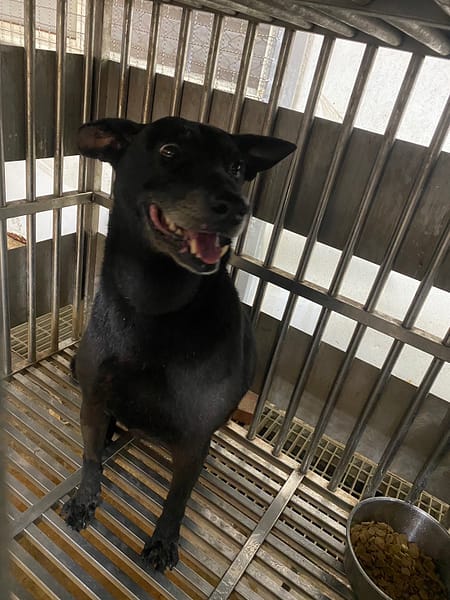 【待認養】混種犬 狗 (女生) - 新北市板橋區公立動物之家