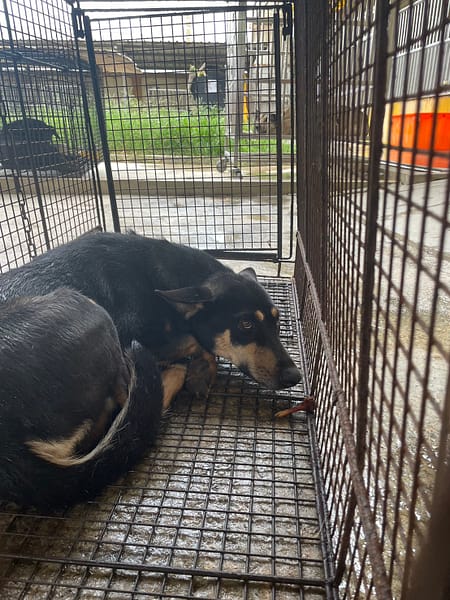 【待認養】混種犬 狗 (女生) - 澎湖縣流浪動物收容中心