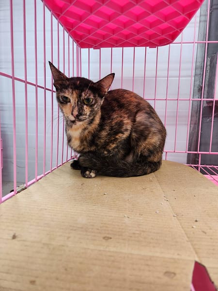 【待認養】混種貓 貓 (女生) - 臺北市動物之家