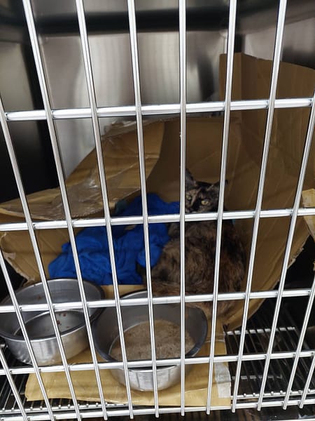 【待認養】混種貓 貓 (女生) - 新竹縣動物保護防疫所