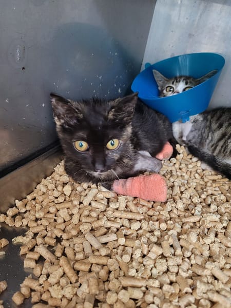 【待認養】混種貓 貓 (女生) - 新竹縣動物保護防疫所