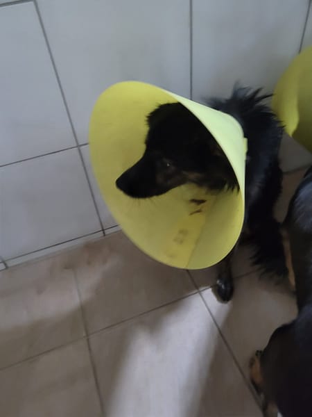 【待認養】混種犬 狗 (男生) - 新竹縣動物保護防疫所