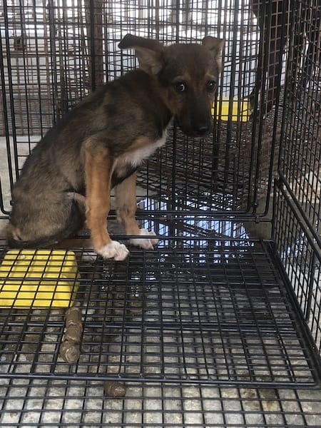 【待認養】混種犬 狗 (男生) - 澎湖縣流浪動物收容中心