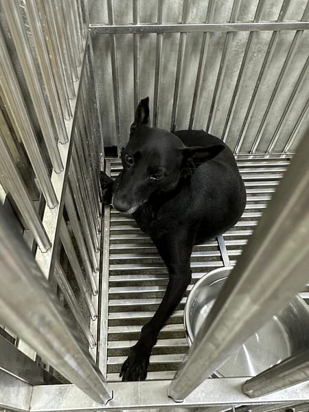 【待認養】混種犬 狗 (女生) - 基隆市寵物銀行