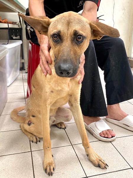 【待認養】混種犬 狗 (男生) - 彰化縣流浪狗中途之家