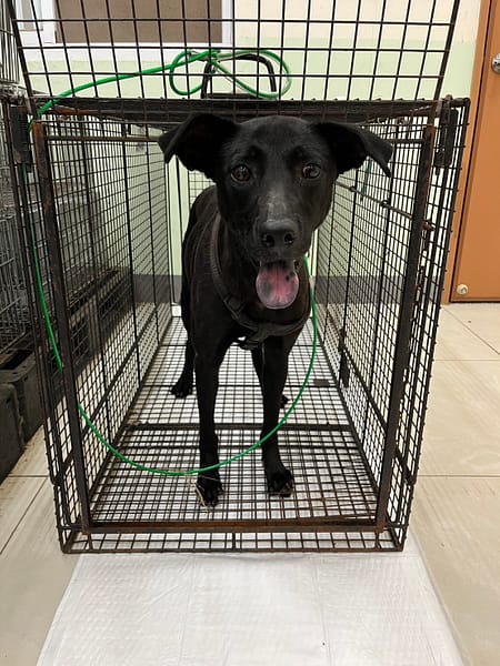 【待認養】混種犬 狗 (女生) - 金門縣動物收容中心