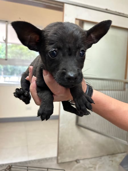 【待認養】混種犬 狗 (女生) - 金門縣動物收容中心