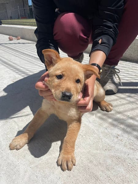 【待認養】混種犬 狗 (男生) - 金門縣動物收容中心