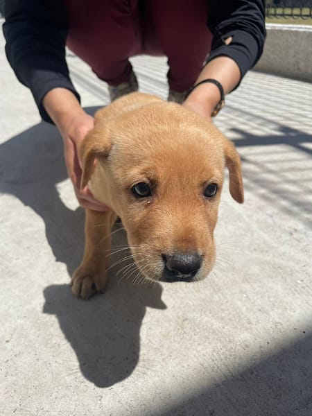 【待認養】混種犬 狗 (女生) - 金門縣動物收容中心