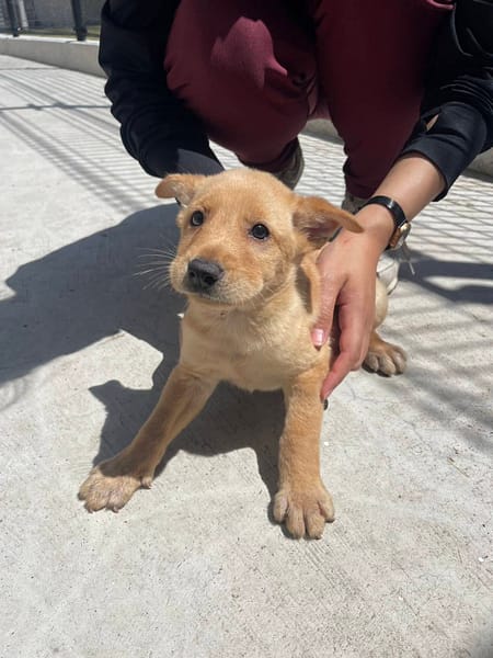 【待認養】混種犬 狗 (女生) - 金門縣動物收容中心