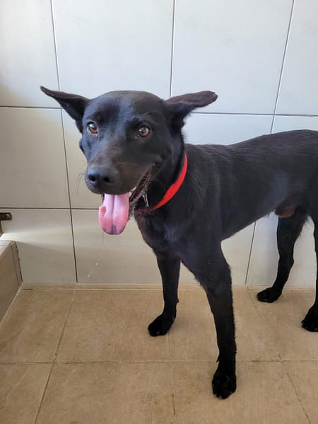 【待認養】混種犬 狗 (男生) - 新竹縣動物保護防疫所