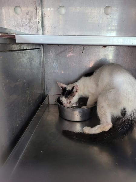 【待認養】混種貓 貓 (女生) - 新竹縣動物保護教育園區