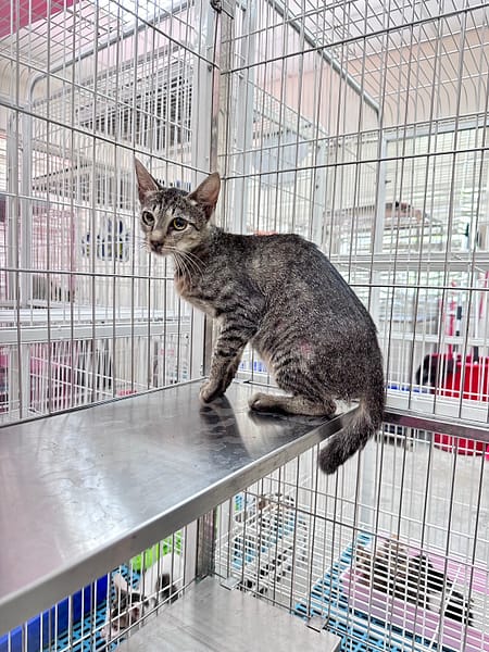 【待認養】混種貓 貓 (女生) - 苗栗縣動物保護教育園區