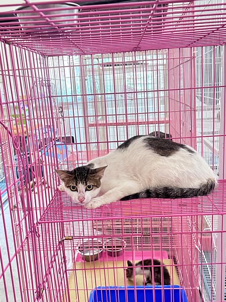 【待認養】混種貓 貓 (男生) - 苗栗縣動物保護教育園區