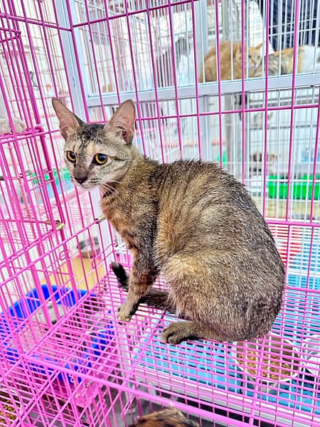 【待認養】混種貓 貓 (女生) - 苗栗縣動物保護教育園區