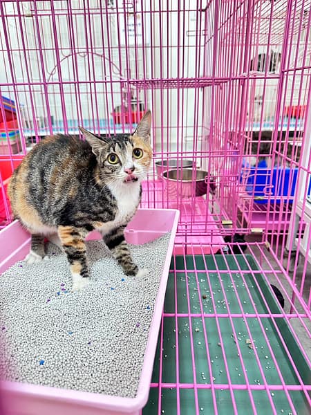 【待認養】混種貓 貓 (女生) - 苗栗縣動物保護教育園區