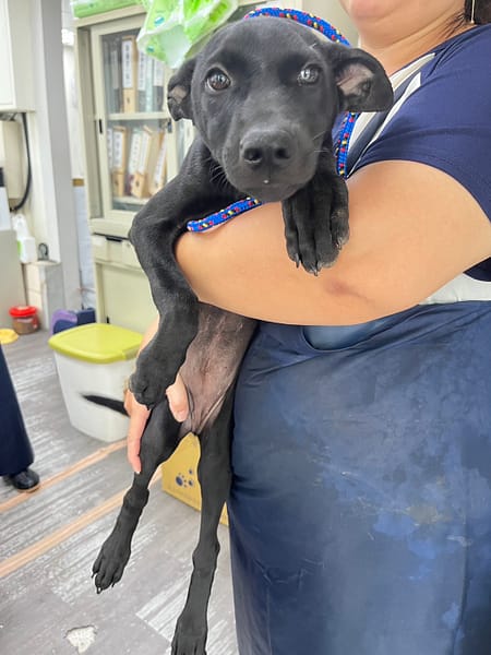【待認養】混種犬 狗 (女生) - 新北市板橋區公立動物之家
