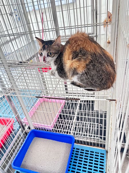 【待認養】混種貓 貓 (女生) - 苗栗縣動物保護教育園區