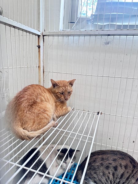 【待認養】混種貓 貓 (男生) - 苗栗縣動物保護教育園區