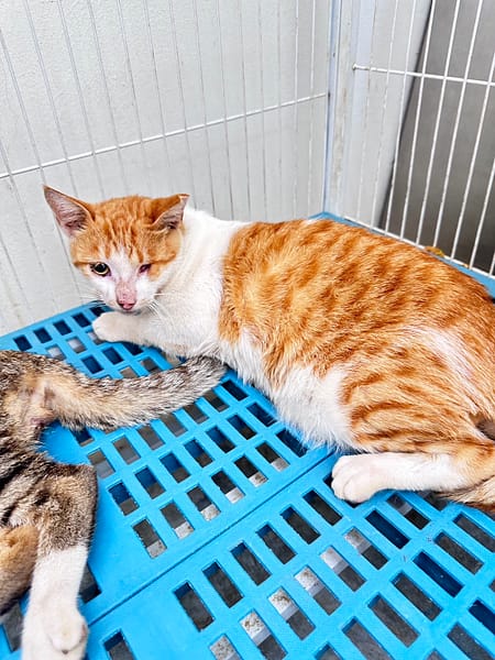 【待認養】混種貓 貓 (男生) - 苗栗縣動物保護教育園區