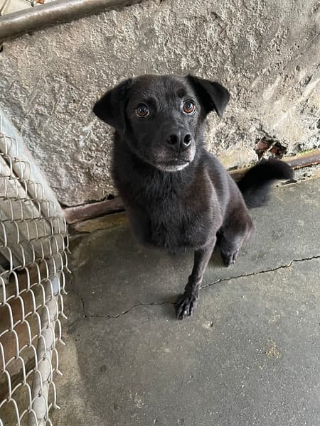 【待認養】混種犬 狗 (男生) - 屏東縣公立犬貓中途之家