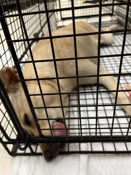 【待認養】混種犬 狗 (女生) - 金門縣動物收容中心