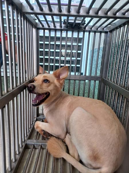 【待認養】混種犬 狗 (女生) - 嘉義市動物保護教育園區