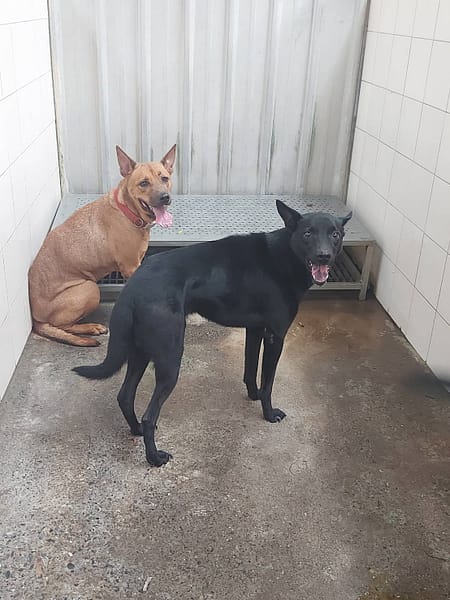 【待認養】混種犬 狗 (男生) - 新北市板橋區公立動物之家