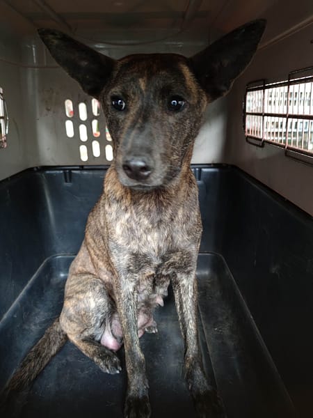 【待認養】混種犬 狗 (女生) - 新北市中和區公立動物之家