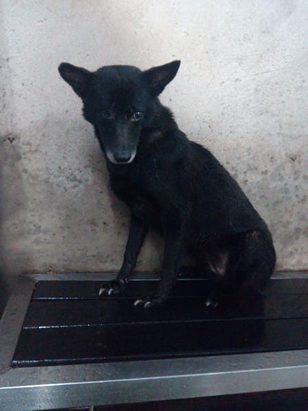 【待認養】混種犬 狗 (女生) - 新北市中和區公立動物之家