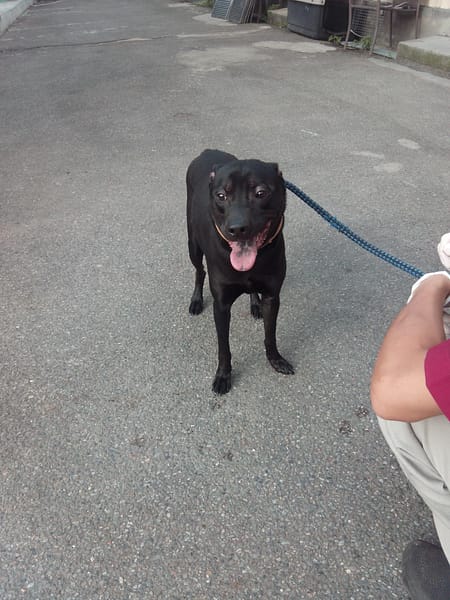 【待認養】混種犬 狗 (男生) - 新北市中和區公立動物之家