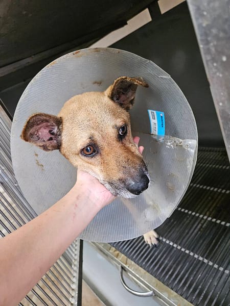 【待認養】混種犬 狗 (男生) - 金門縣動物收容中心