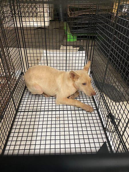 【待認養】混種犬 狗 (男生) - 金門縣動物收容中心