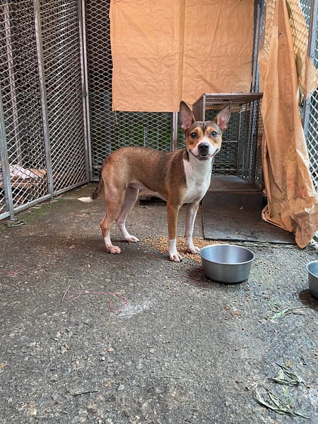 【待認養】混種犬 狗 (女生) - 屏東縣公立犬貓中途之家