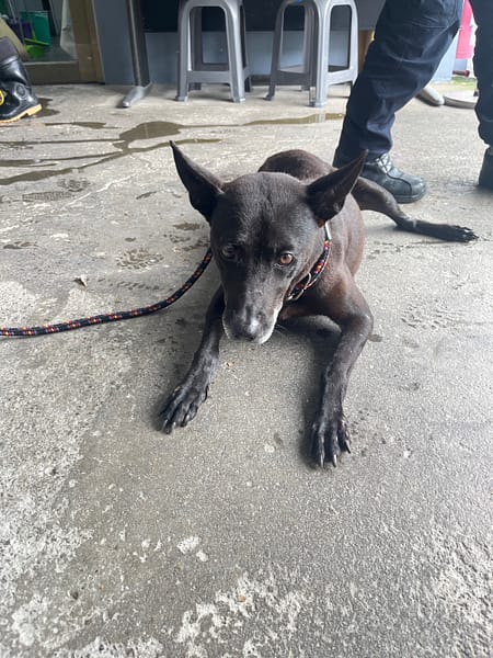 【待認養】混種犬 狗 (男生) - 新北市板橋區公立動物之家