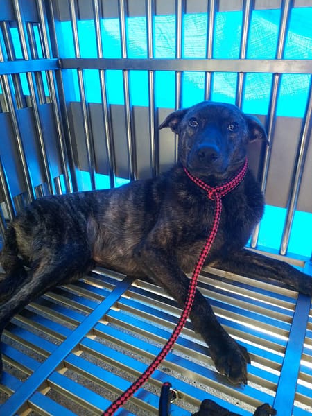 【待認養】混種犬 狗 (男生) - 新北市中和區公立動物之家