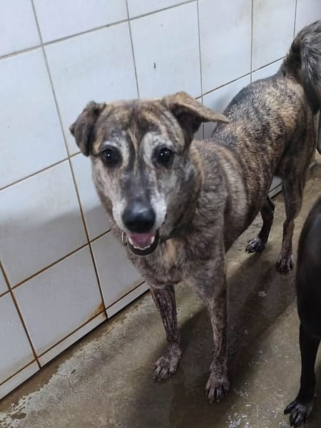【待認養】混種犬 狗 (女生) - 新北市中和區公立動物之家
