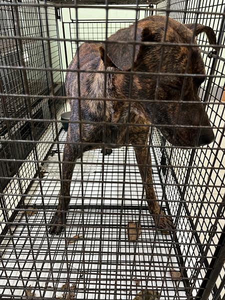 【待認養】混種犬 狗 (男生) - 金門縣動物收容中心