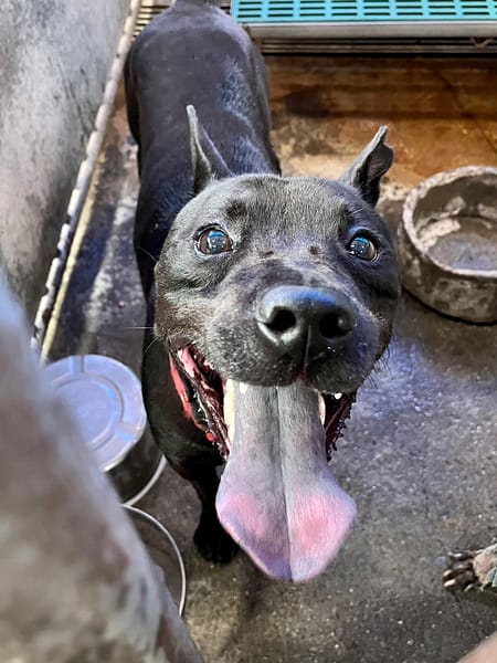 【待認養】混種犬 狗 (男生) - 彰化縣流浪狗中途之家