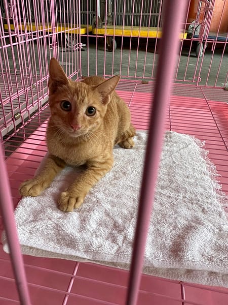 【待認養】混種貓 貓 (女生) - 臺東縣動物收容中心
