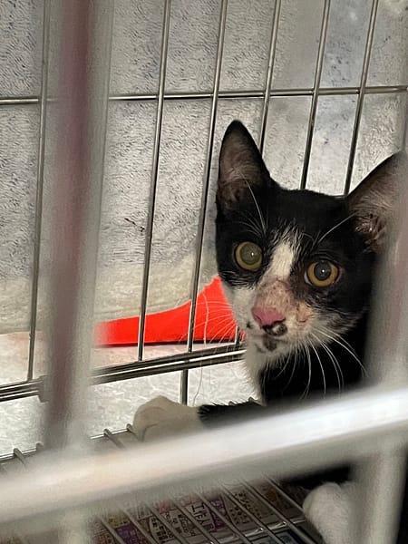 【待認養】混種貓 貓 (女生) - 新北市新店區公立動物之家