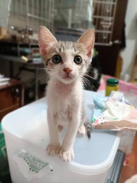 【待認養】混種貓 貓 (男生) - 新北市新店區公立動物之家