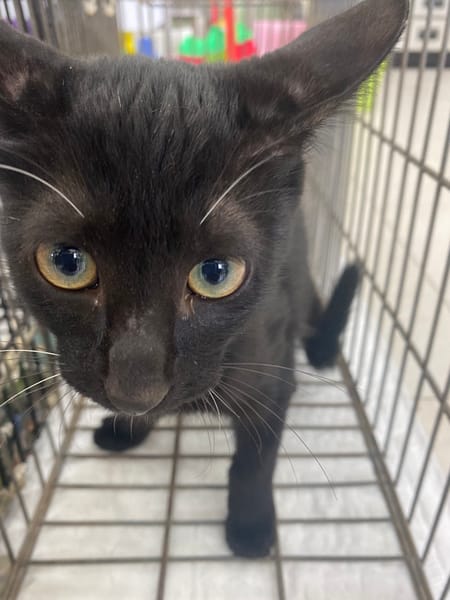 【待認養】混種貓 貓 (男生) - 金門縣動物收容中心