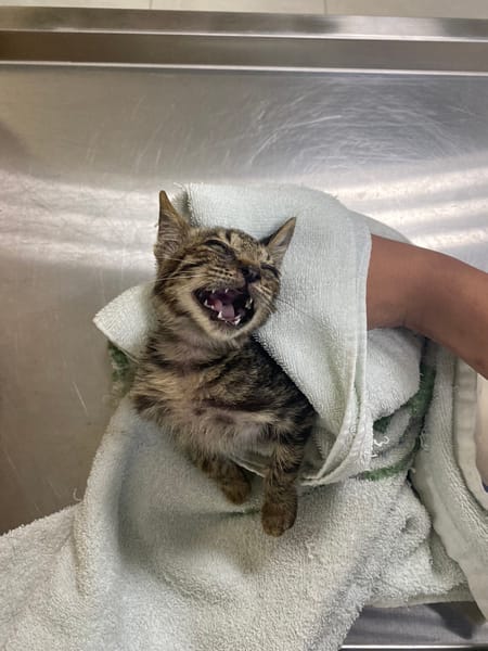 【待認養】混種貓 貓 (男生) - 金門縣動物收容中心