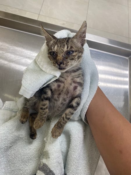 【待認養】混種貓 貓 (男生) - 金門縣動物收容中心