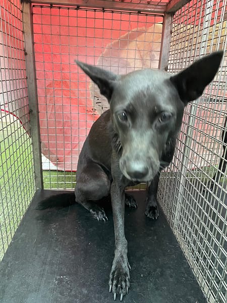 【待認養】混種犬 狗 (女生) - 屏東縣公立犬貓中途之家