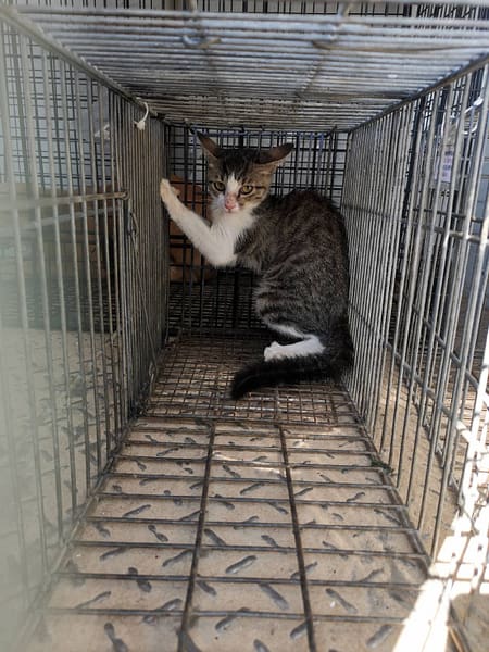 【待認養】混種貓 貓 (女生) - 金門縣動物收容中心