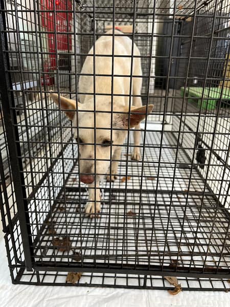 【待認養】混種犬 狗 (女生) - 金門縣動物收容中心