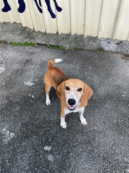 【待認養】米格魯犬 狗 (男生) - 新北市八里區公立動物之家
